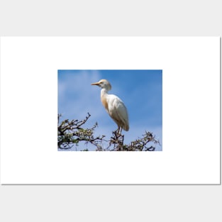 Cattle egret perched on a tree Posters and Art